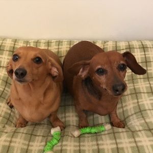 Meet your Posher, Brenda